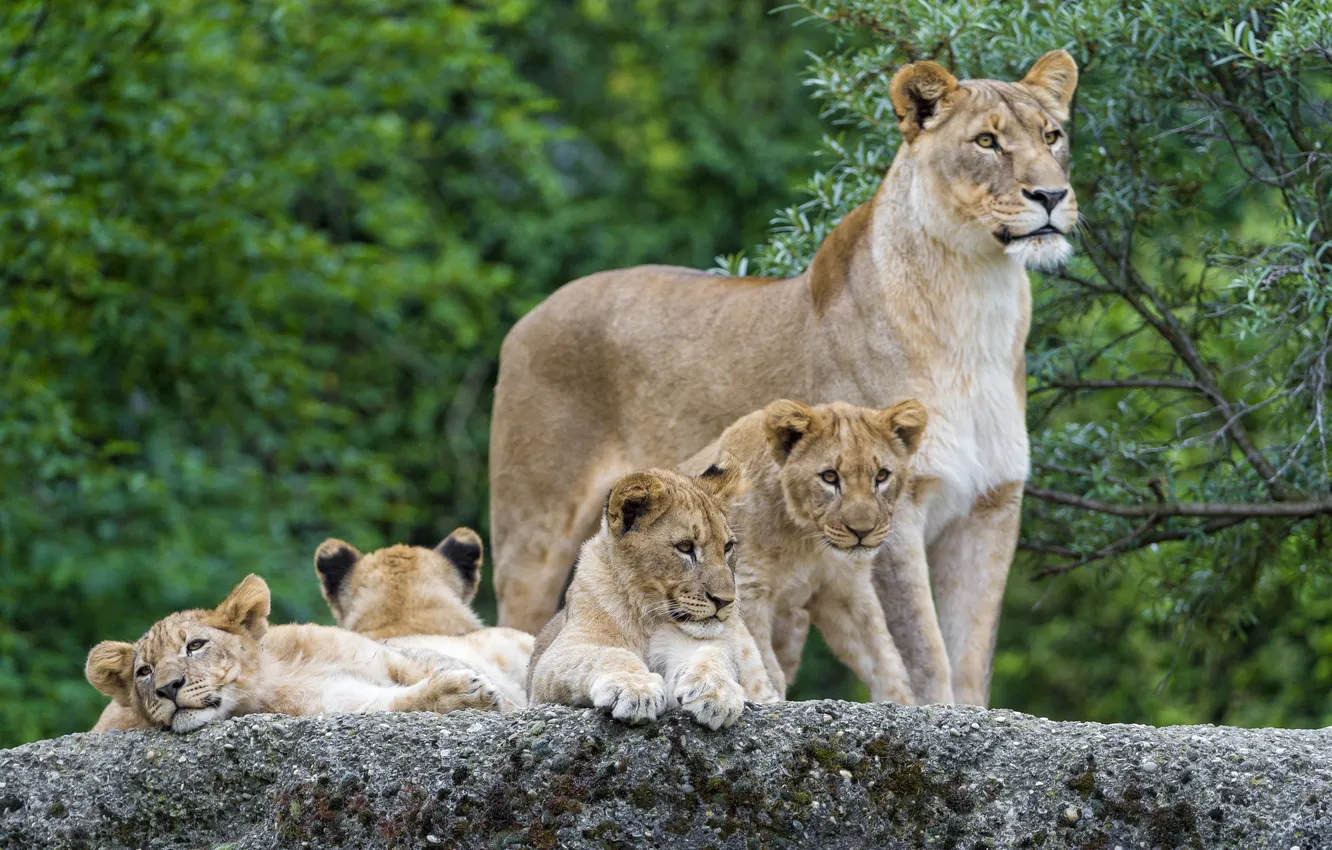 Фото обои кошки, камень, семья, львята, львица, ©Tambako The Jaguar