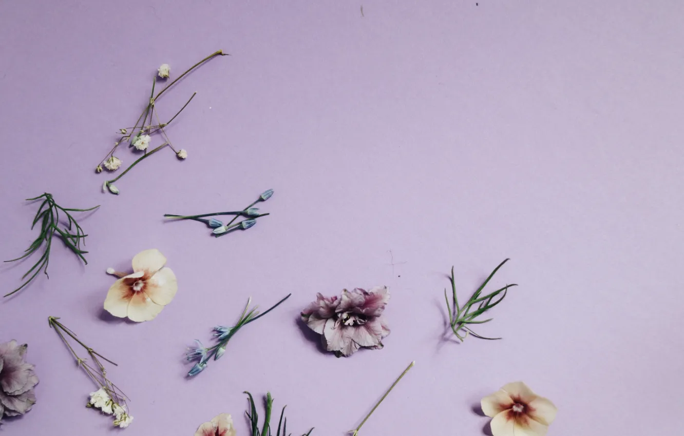 Фото обои style, lilac, FLOWERS