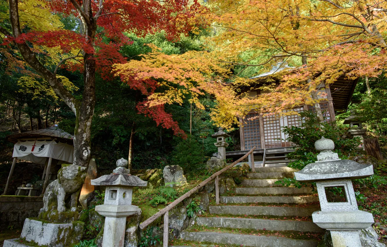 Фото обои Природа, Осень, Деревья, Япония, Лестница, Храм, Gohodo