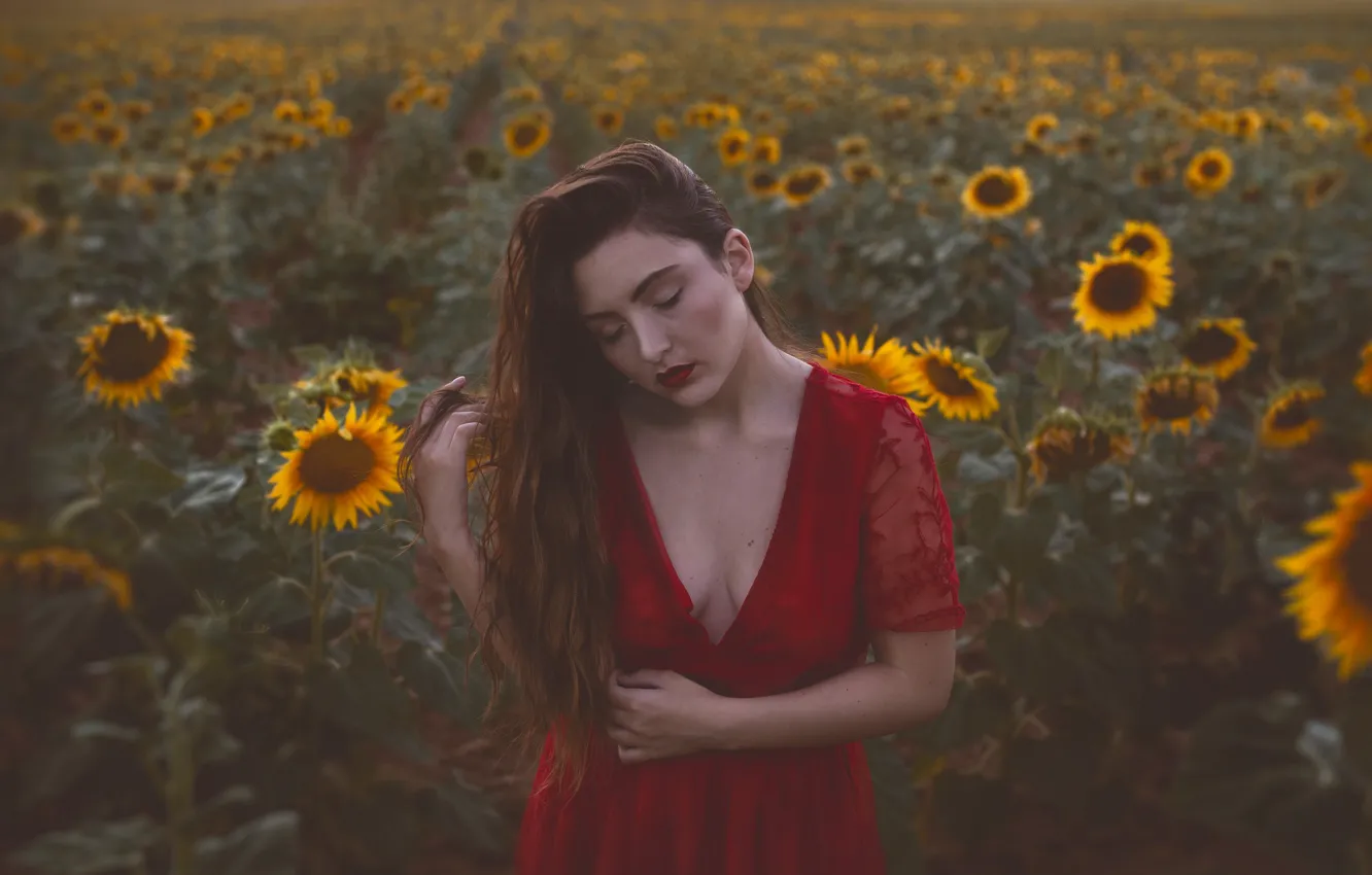 Фото обои поле, девушка, подсолнухи, настроение, красное платье, длинные волосы, Isabella Phillips