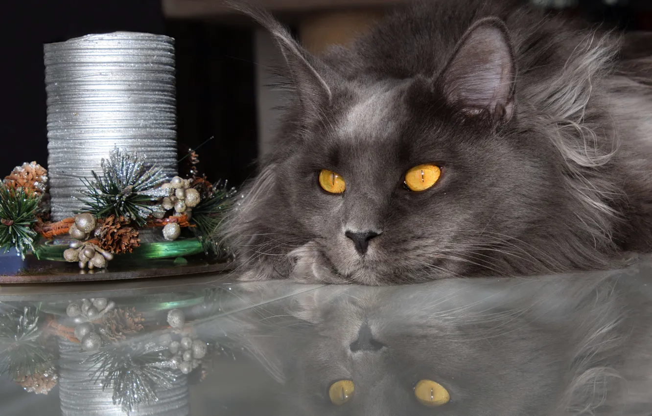 Фото обои зима, кошка, кот, взгляд, морда, свет, отражение, темный фон