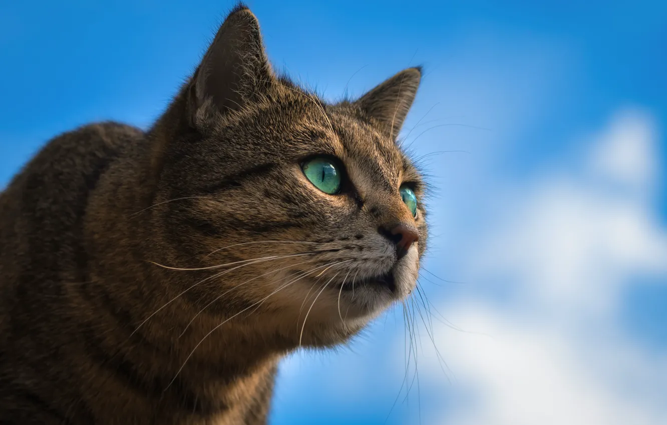Фото обои небо, кот, взгляд, портрет, мордочка, котейка