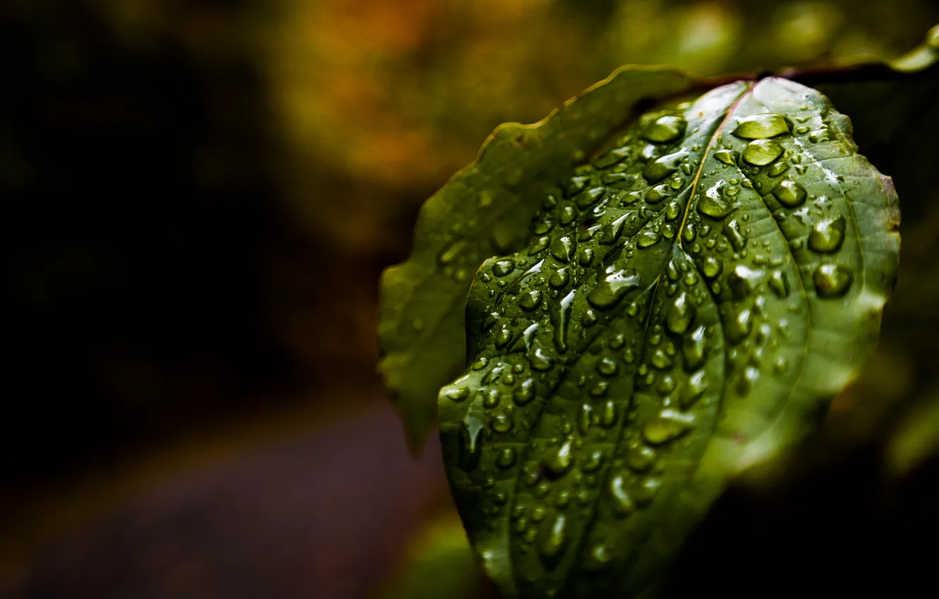 Фото обои Water, Autumn, Rain, Macro, Forest, Leaf, Reflections, Droplets