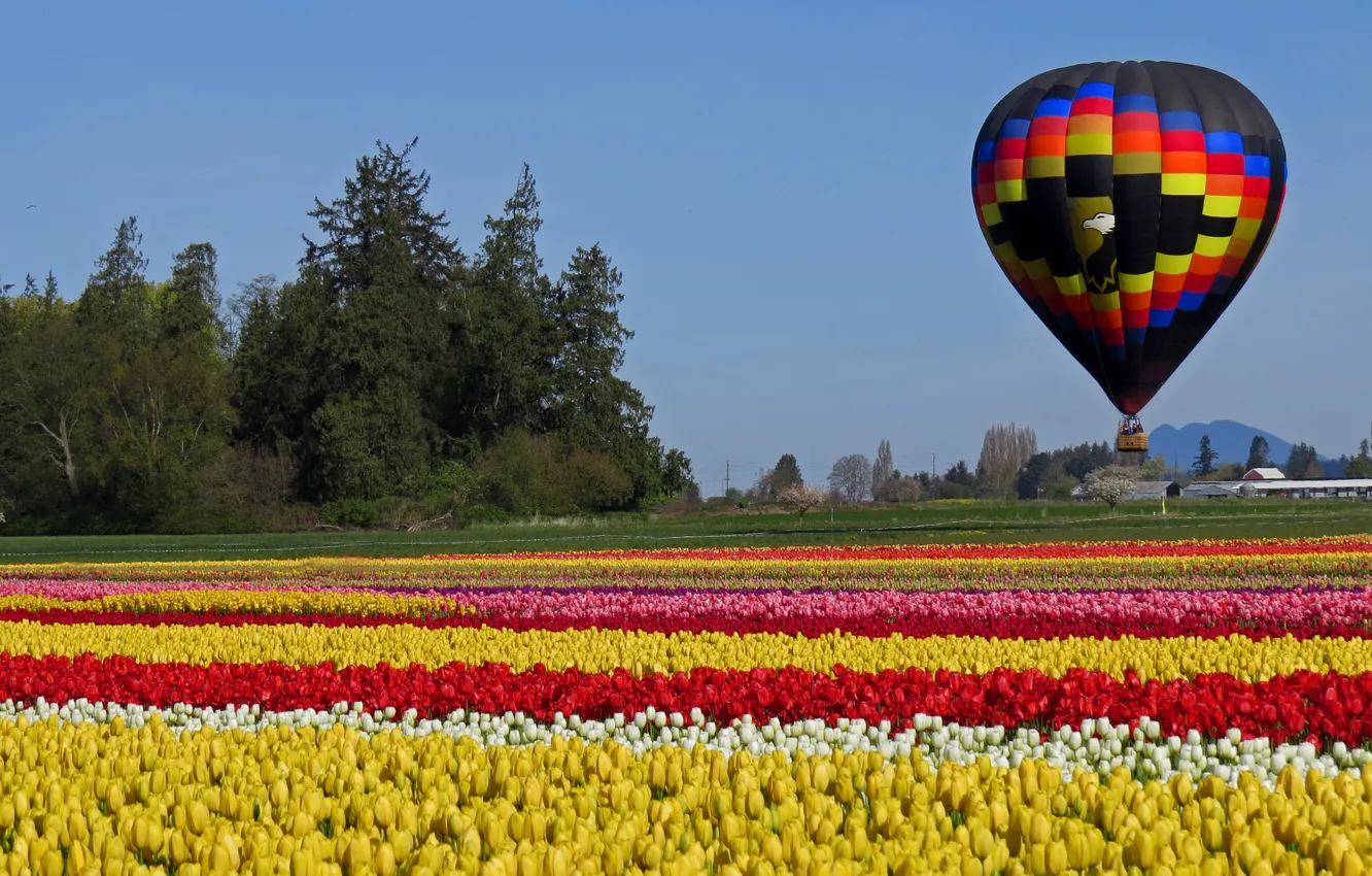 Фото обои поле, шар, тюльпаны