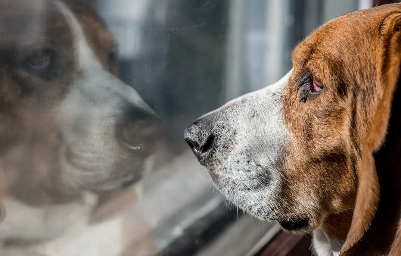 Фото обои друг, собака, окно, бассет