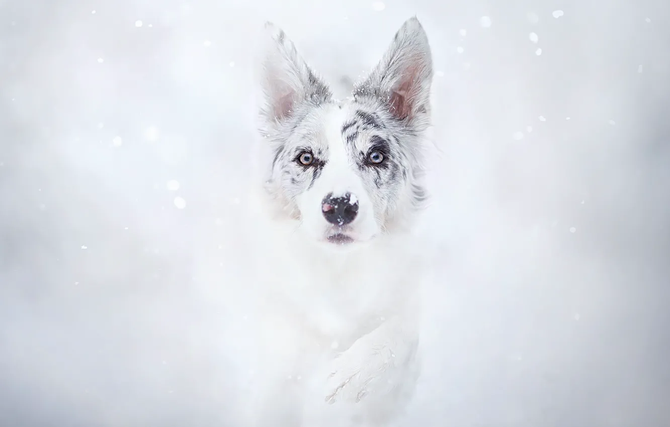 Фото обои зима, снег, лапа, собака