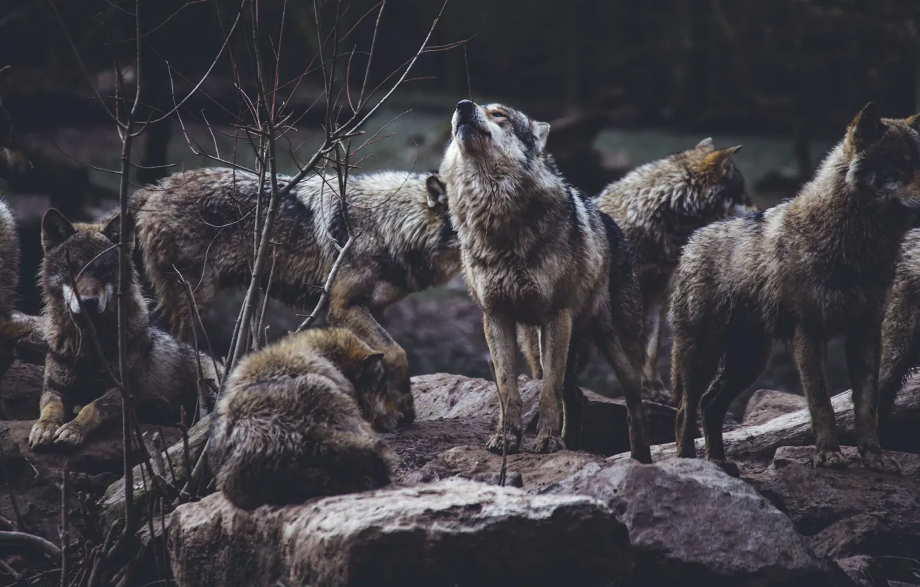 Фото обои animal themes, group of animals, wolf pack on rock formation