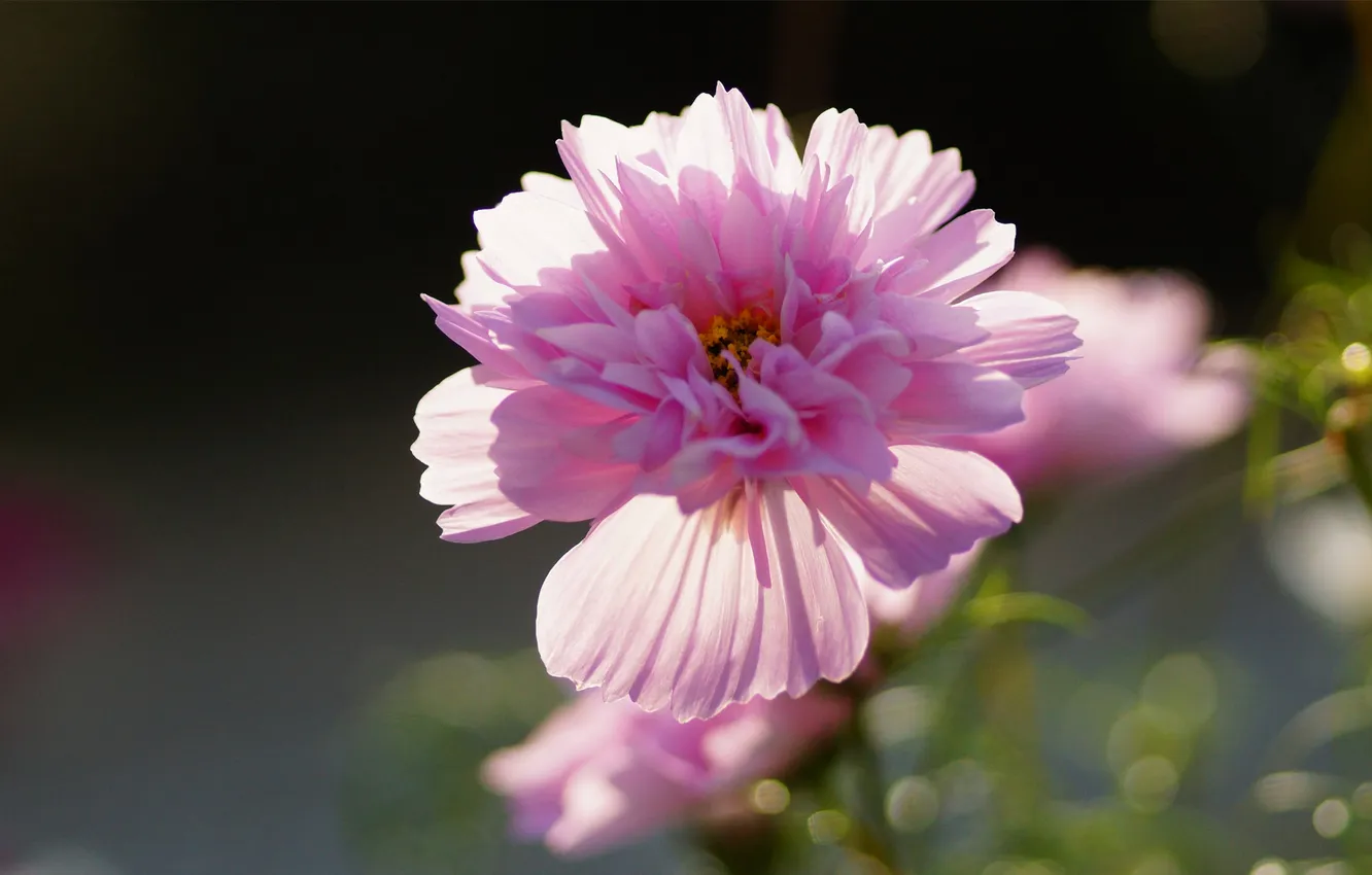 Фото обои цветок, розовый, космея, махровая