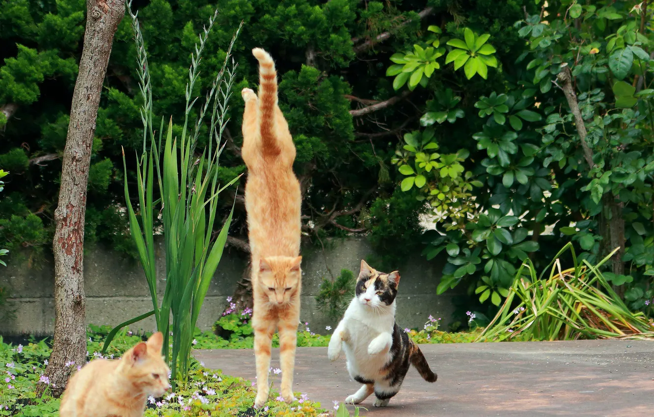 Фото обои прыжок, коты, ситуация, сад