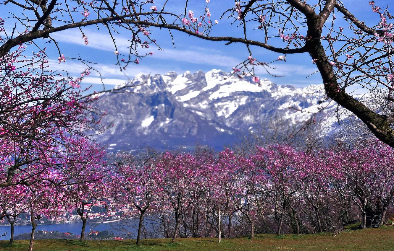 Фото обои снег, деревья, горы, весна, Италия, цветение, Ломбардия, Вальмадрера