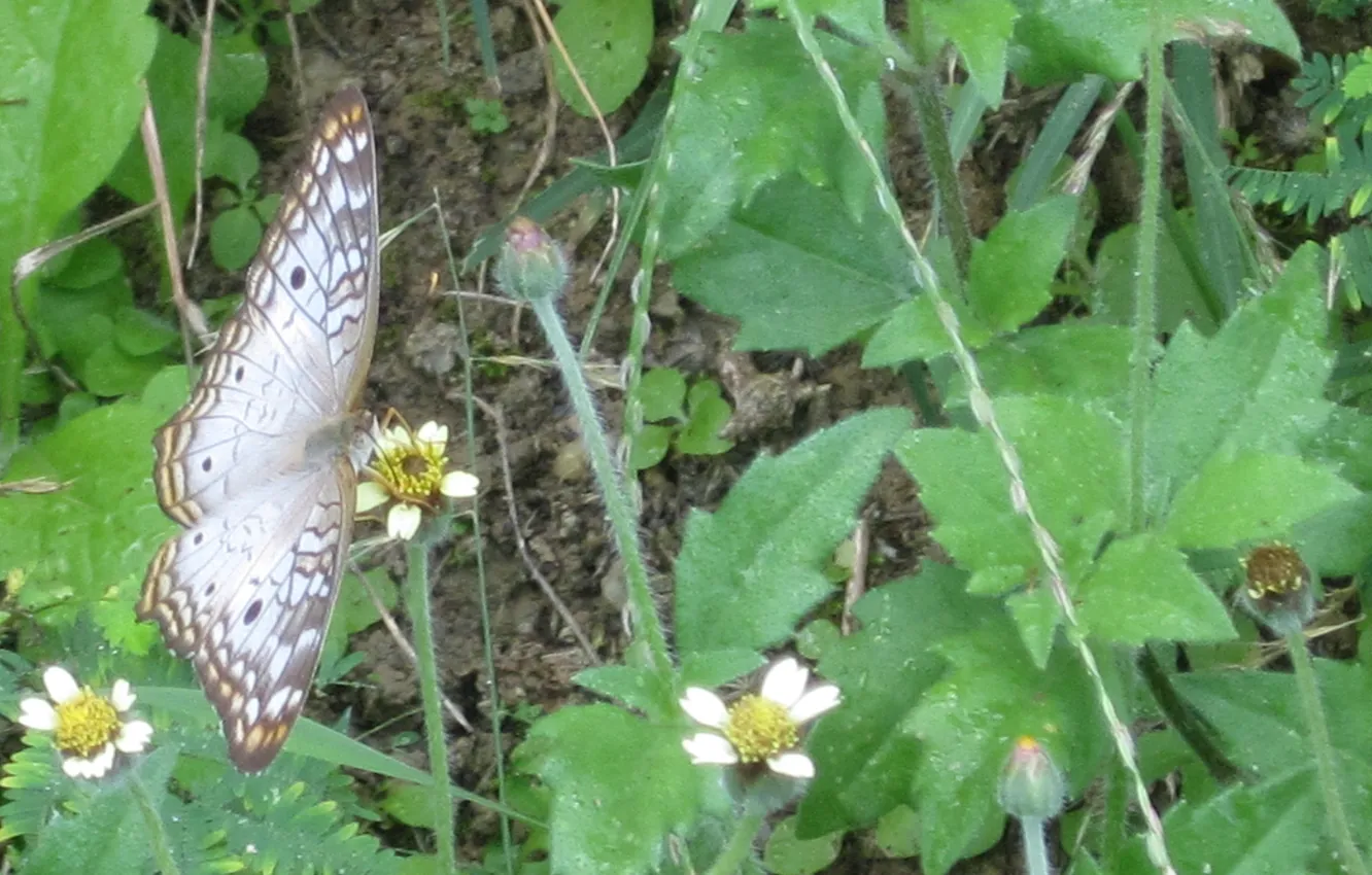 Фото обои butterfly, garden, spring