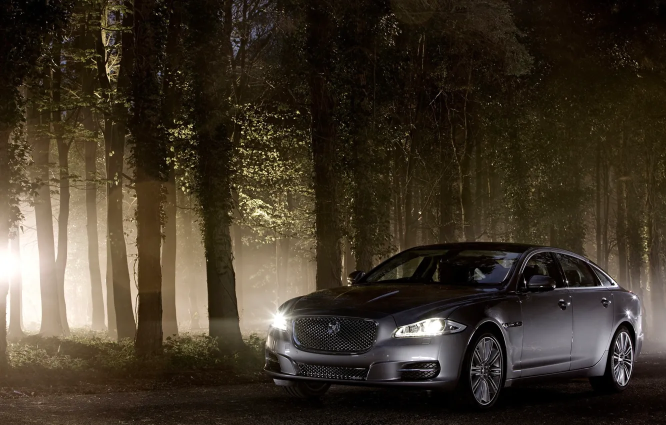 Фото обои лес, машины, серый, Jaguar