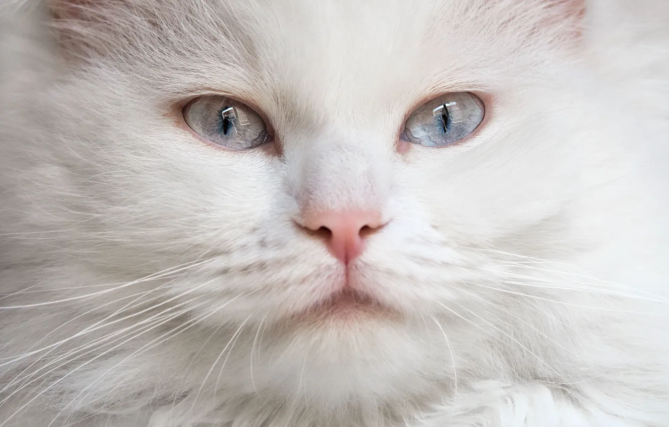 Фото обои кошка, взгляд, мордочка, белая, голубые глаза, пушистая
