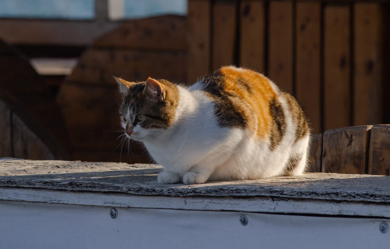 Фото обои кошка, взгляд, котик, рыжая