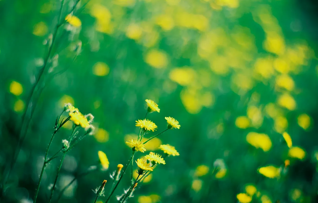 Фото обои лето, солнце, цветочки