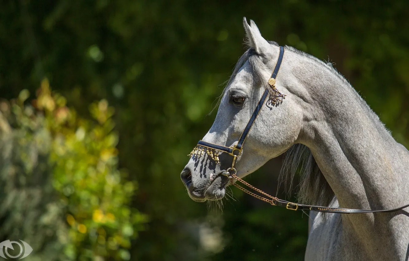 Фото обои морда, солнце, свет, серый, конь, лошадь, профиль, (с) OliverSeitz