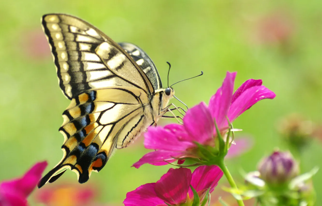 Фото обои цветок, макро, розовый, бабочка, красивая, желтая, butterfly, beauty