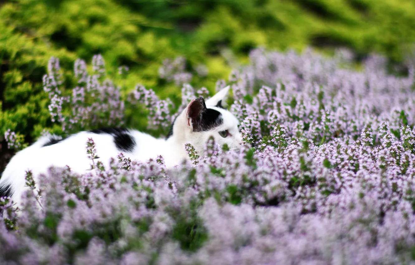 Фото обои поле, кошка, кот, цветы