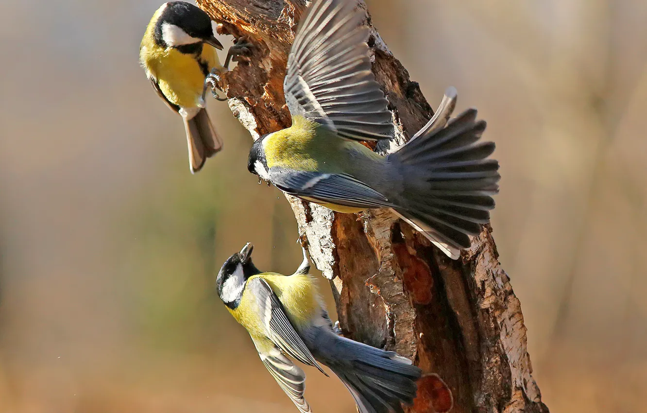 Фото обои птицы, дерево, игра, крылья, перья, хвост, ствол, синица