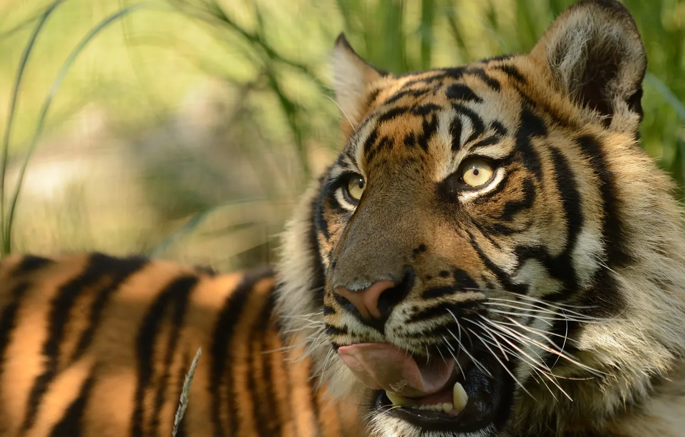 Фото обои язык, морда, хищник, киска, © Anne-Marie Kalus, суматранский тигр