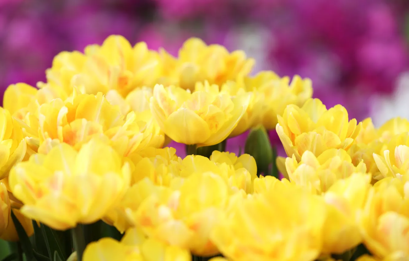 Фото обои желтые, тюльпаны, бутоны