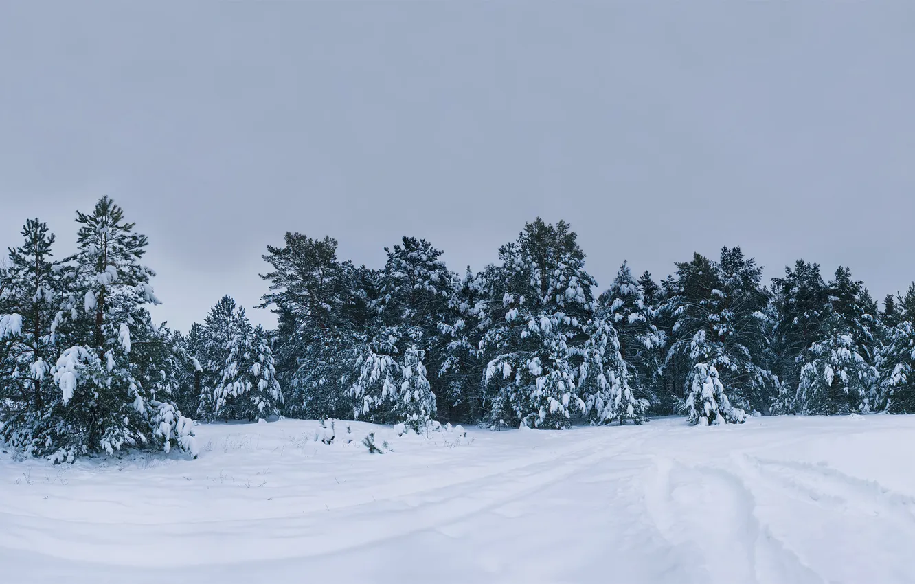 Фото обои зима, снег, деревья, природа, фото, дерево, картинки, ели