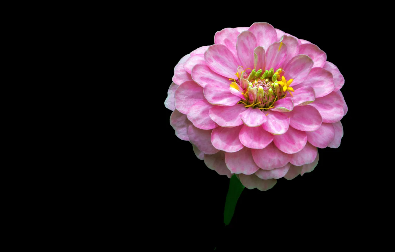 Фото обои Фон, цинния, Розовый цветок, Pink flower