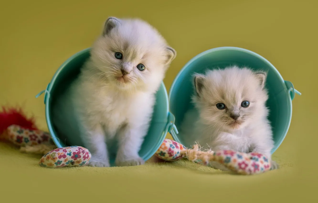 Фото обои кошки, фон, игра, игрушки, пара, котята, пушистые, двое