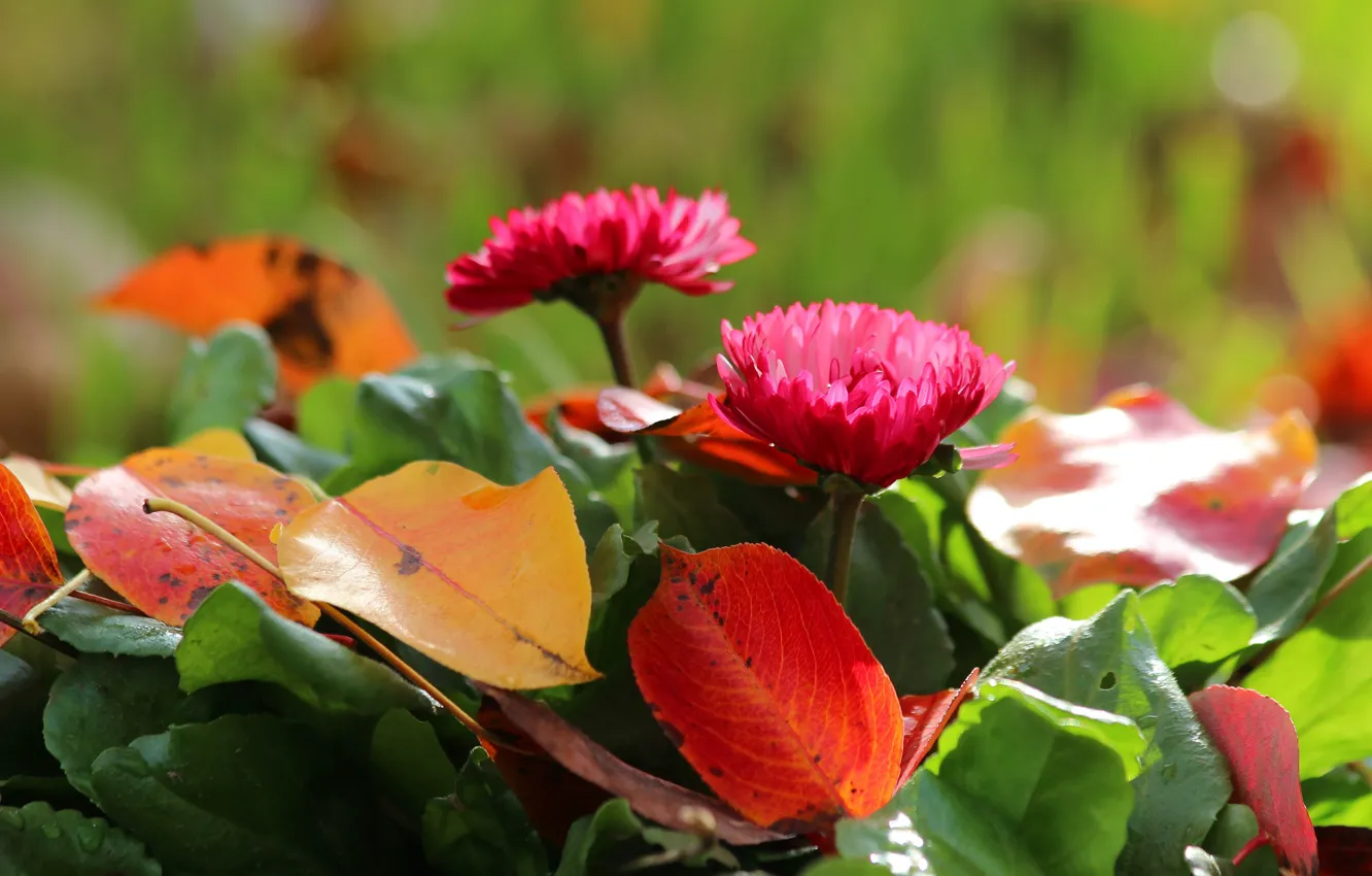 Фото обои осень, цветы, листва, красота, маргаритки