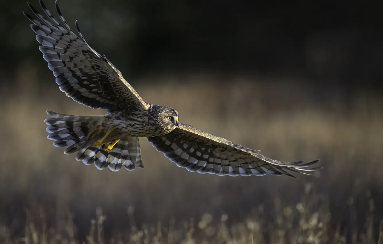 Фото обои полёт, хищная птица, Hen harrier, полевой лунь