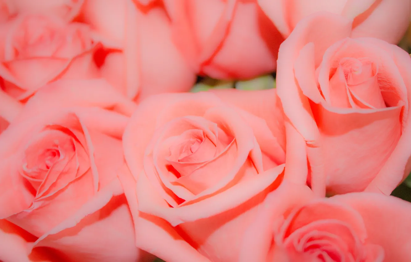 Фото обои цветы, фон, розовый, розы, бутон