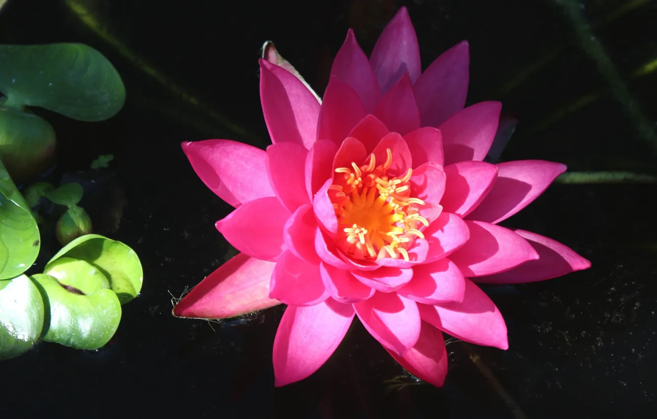 Фото обои тень, водяная лилия, розовый цветок
