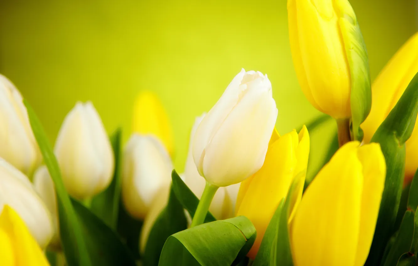 Фото обои листья, цветы, желтые, тюльпаны, белые, бутоны