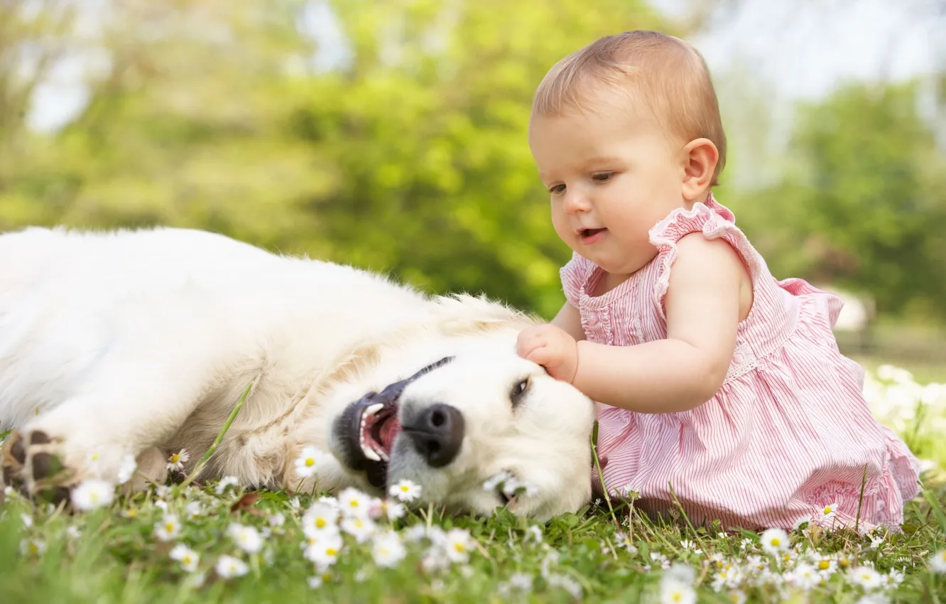 Фото обои поле, природа, ромашки, собака, платье, розовое, девочка, белая