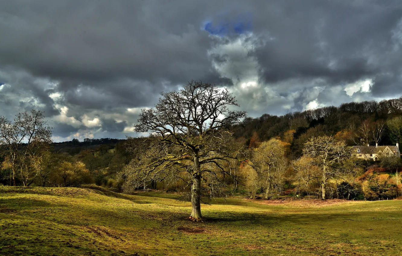 Фото обои поле, пейзаж, дерево
