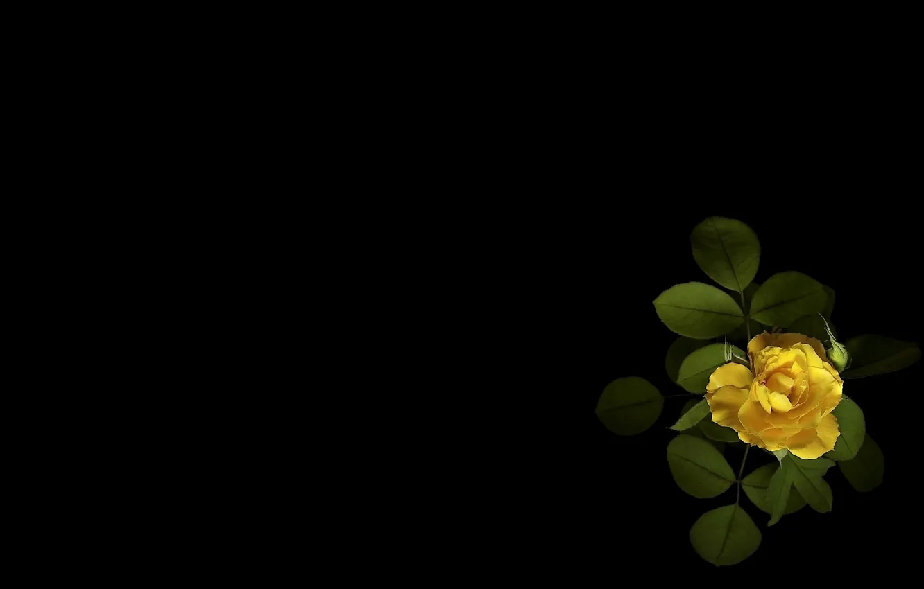 Фото обои цветок, зеленые листья, минимализм, бутон, черный фон, чайная роза, картинка, желтые лепестки