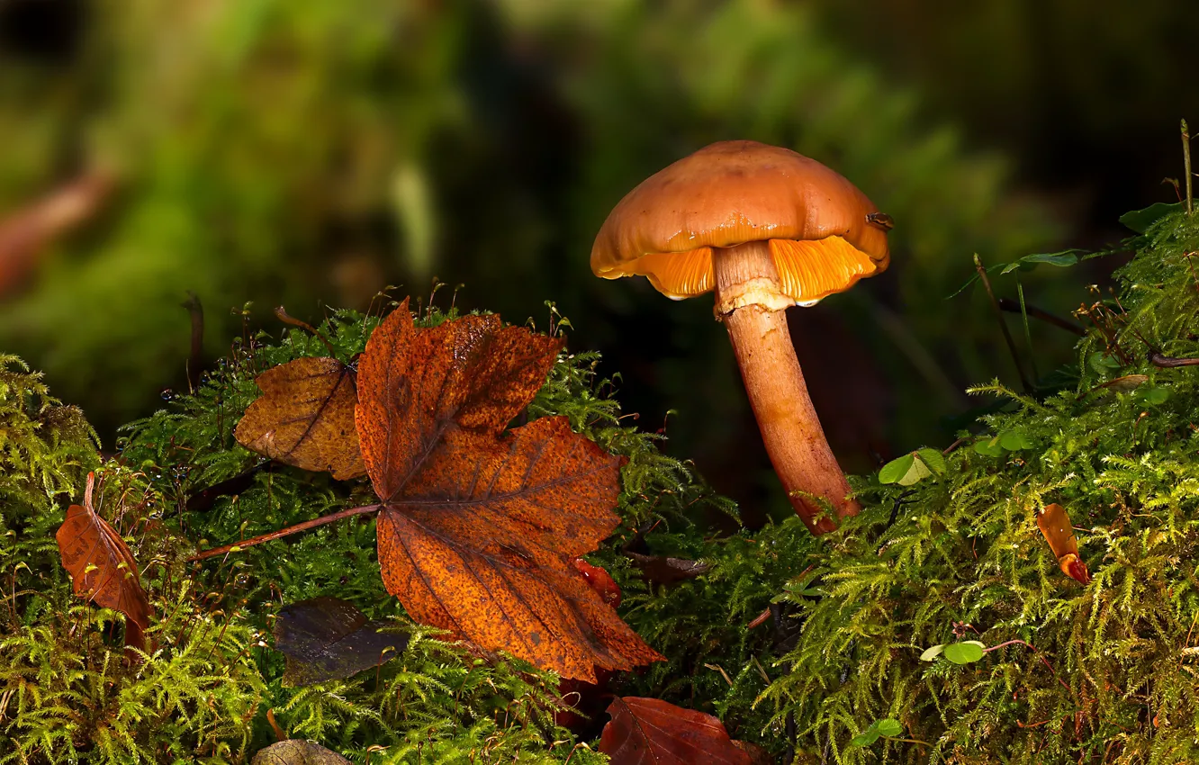 Фото обои осень, лес, гриб, листок, мох, грибок, опёнок