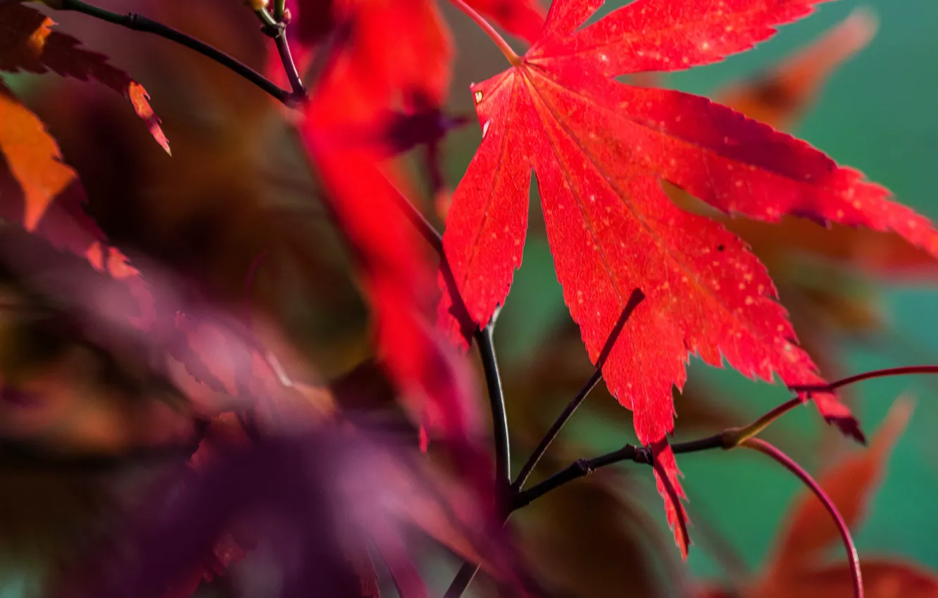Фото обои осень, природа, лист, клен, багрянец