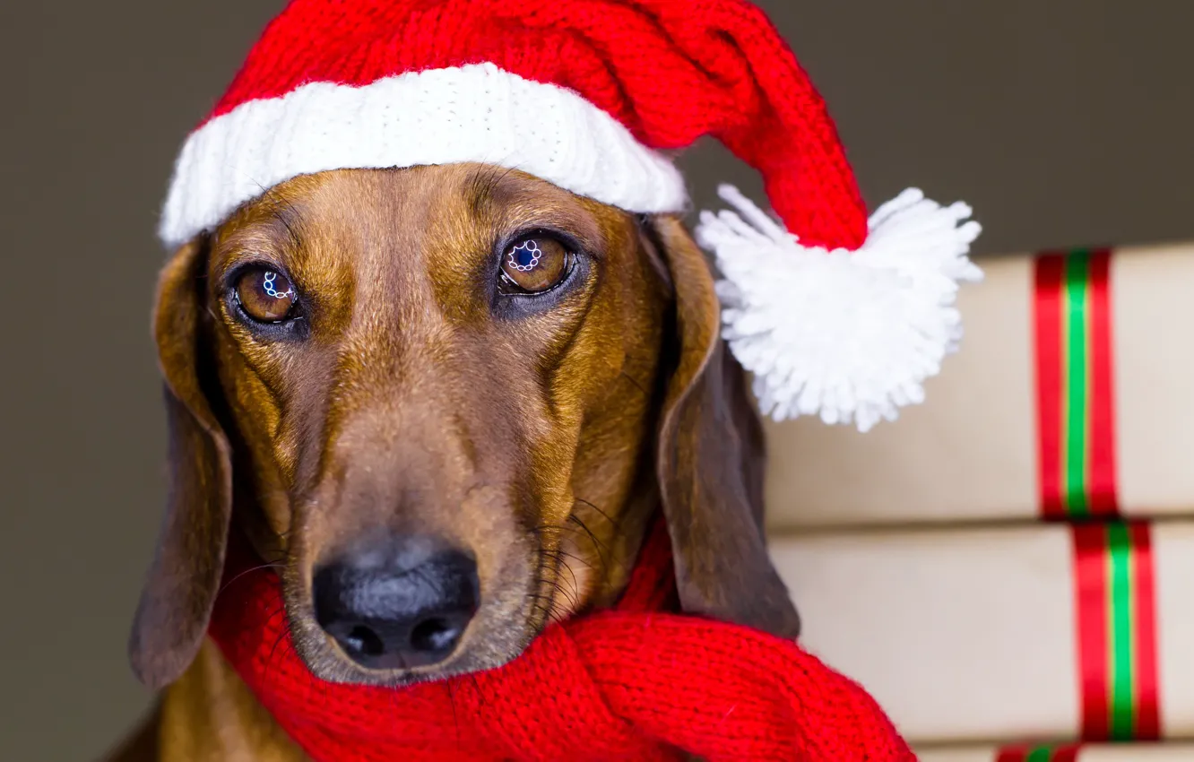 Фото обои животные, глаза, красный, праздник, блеск, новый год, собака, шарф