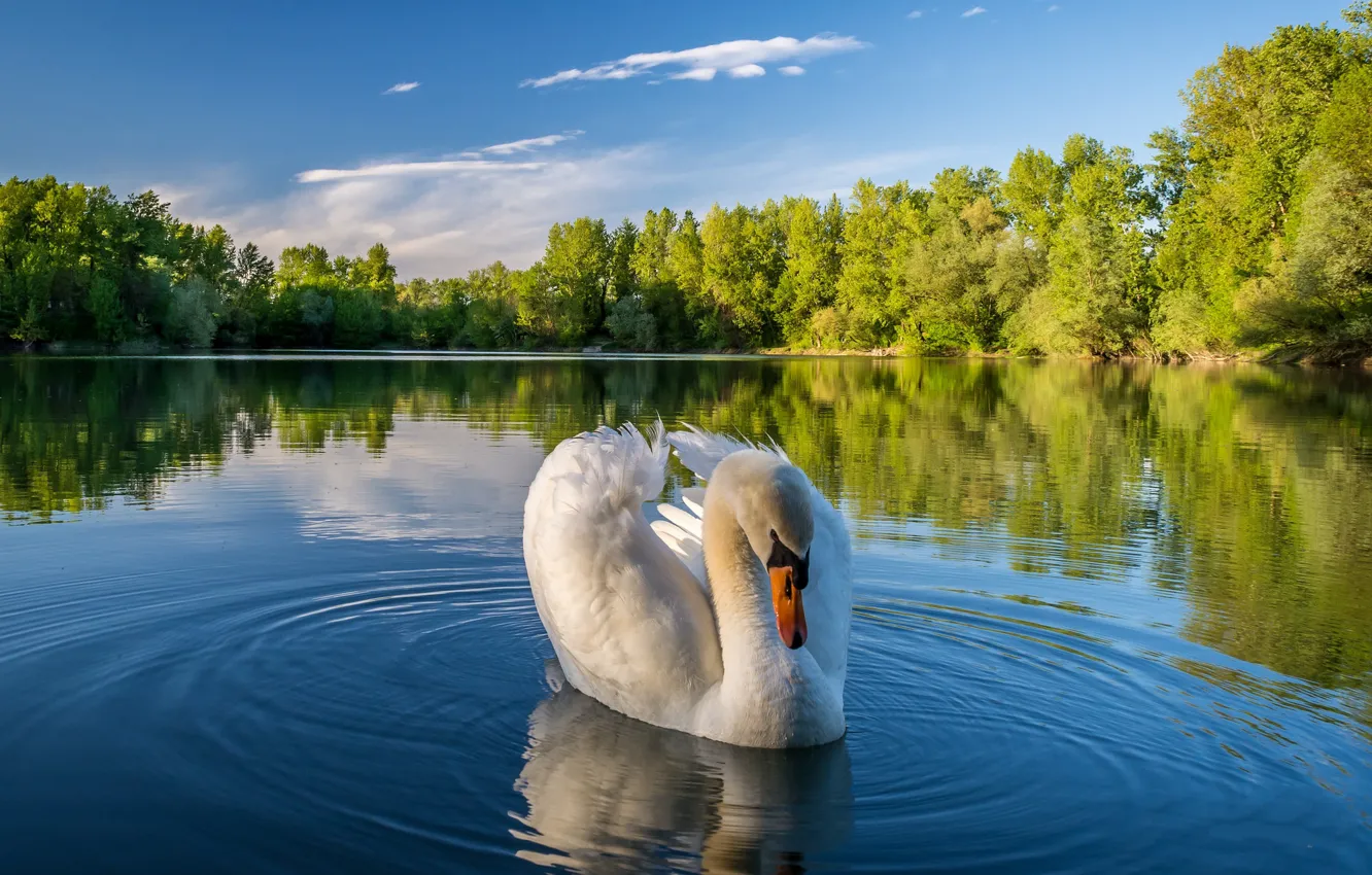 Фото обои деревья, пейзаж, природа, озеро, лебедь