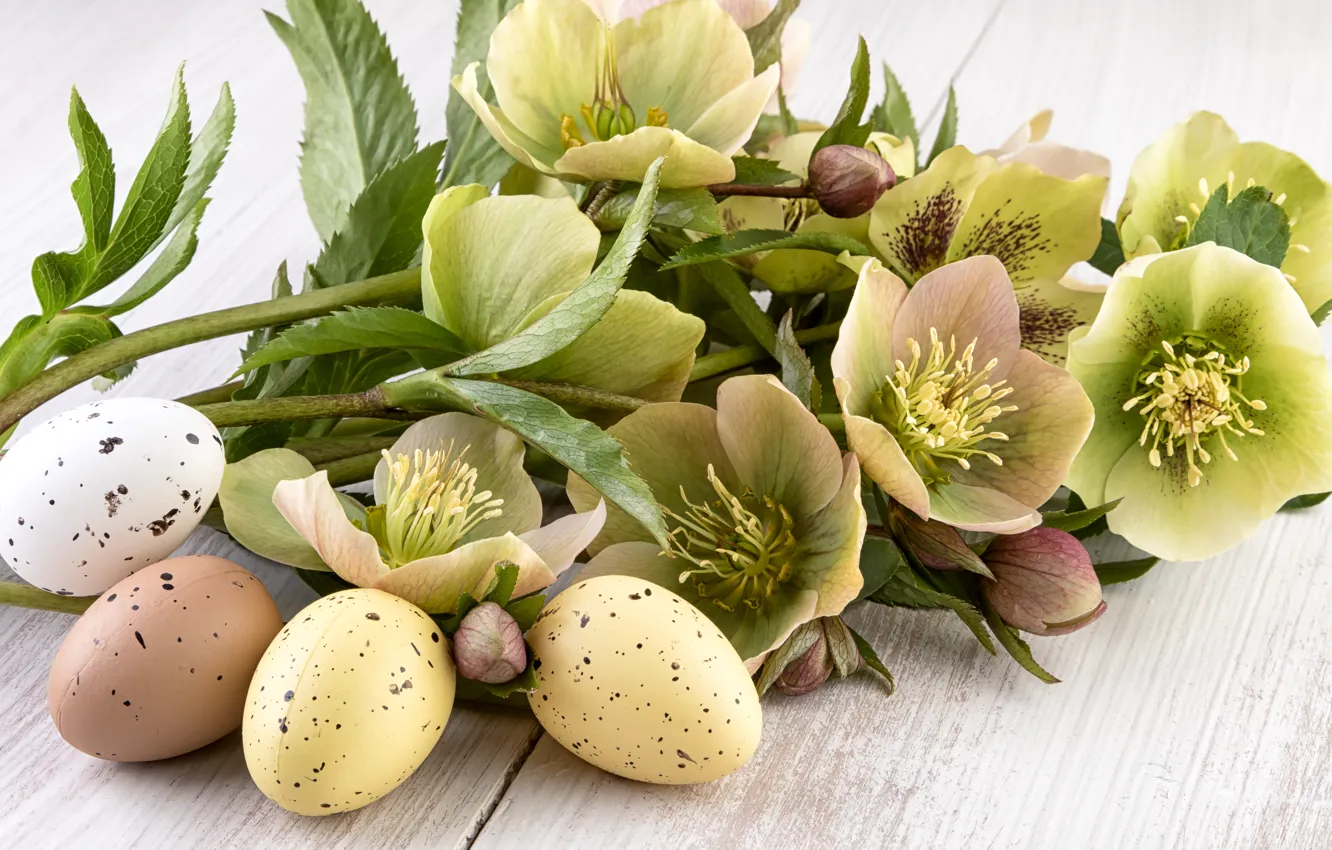 Фото обои цветы, праздник, доски, яйца, Пасха, Easter, крашенки, морозник
