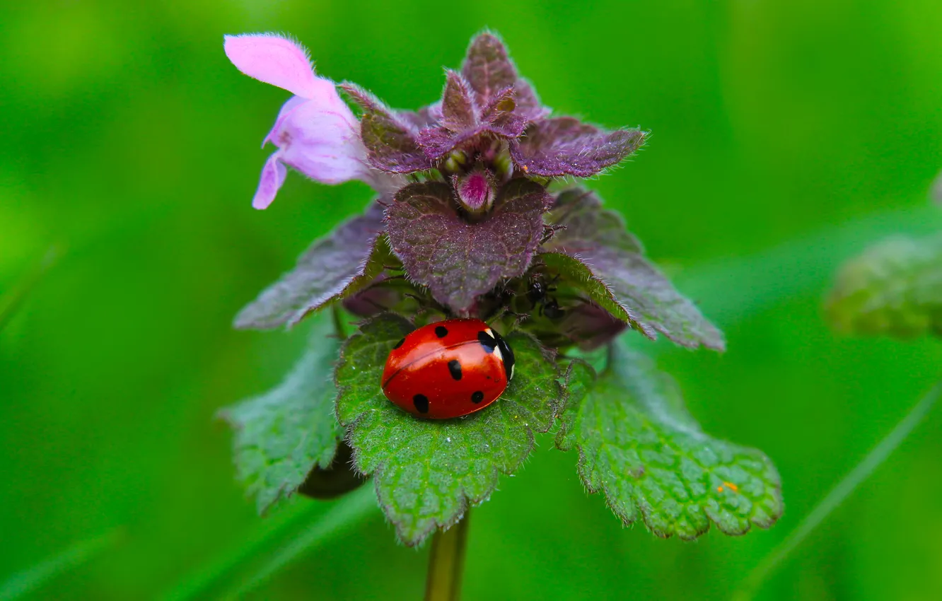 Фото обои plant, insect, ladybird