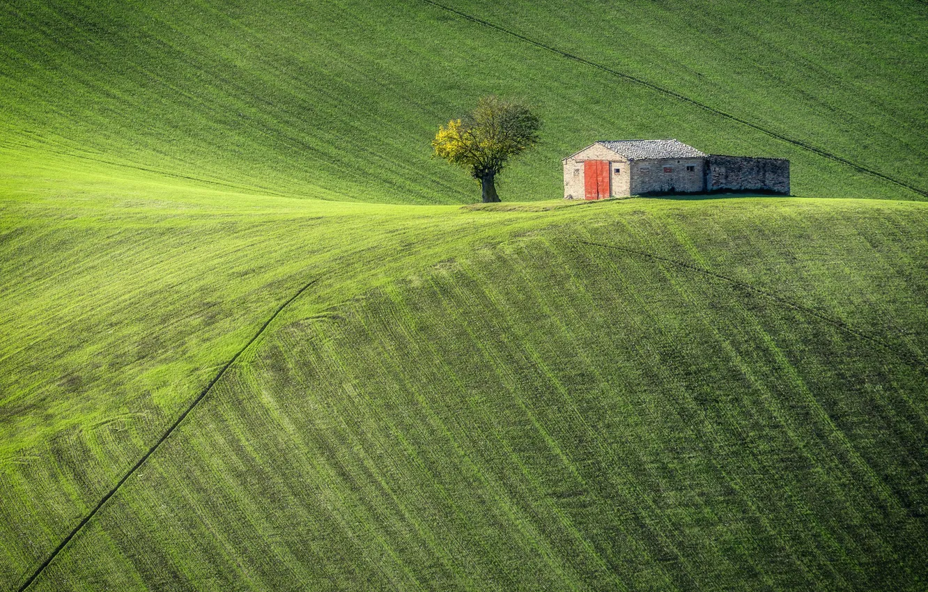 Фото обои поле, дерево, амбар