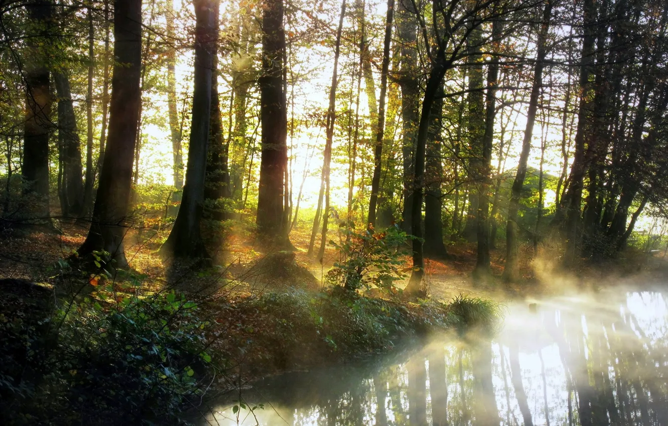 Фото обои лес, природа, туман, река, утро