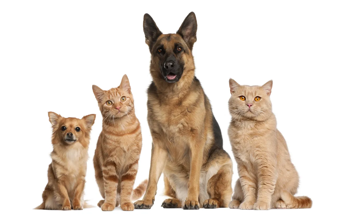 Фото обои кошка, собаки, кот, взгляд, кошки, коты, собака, дружба