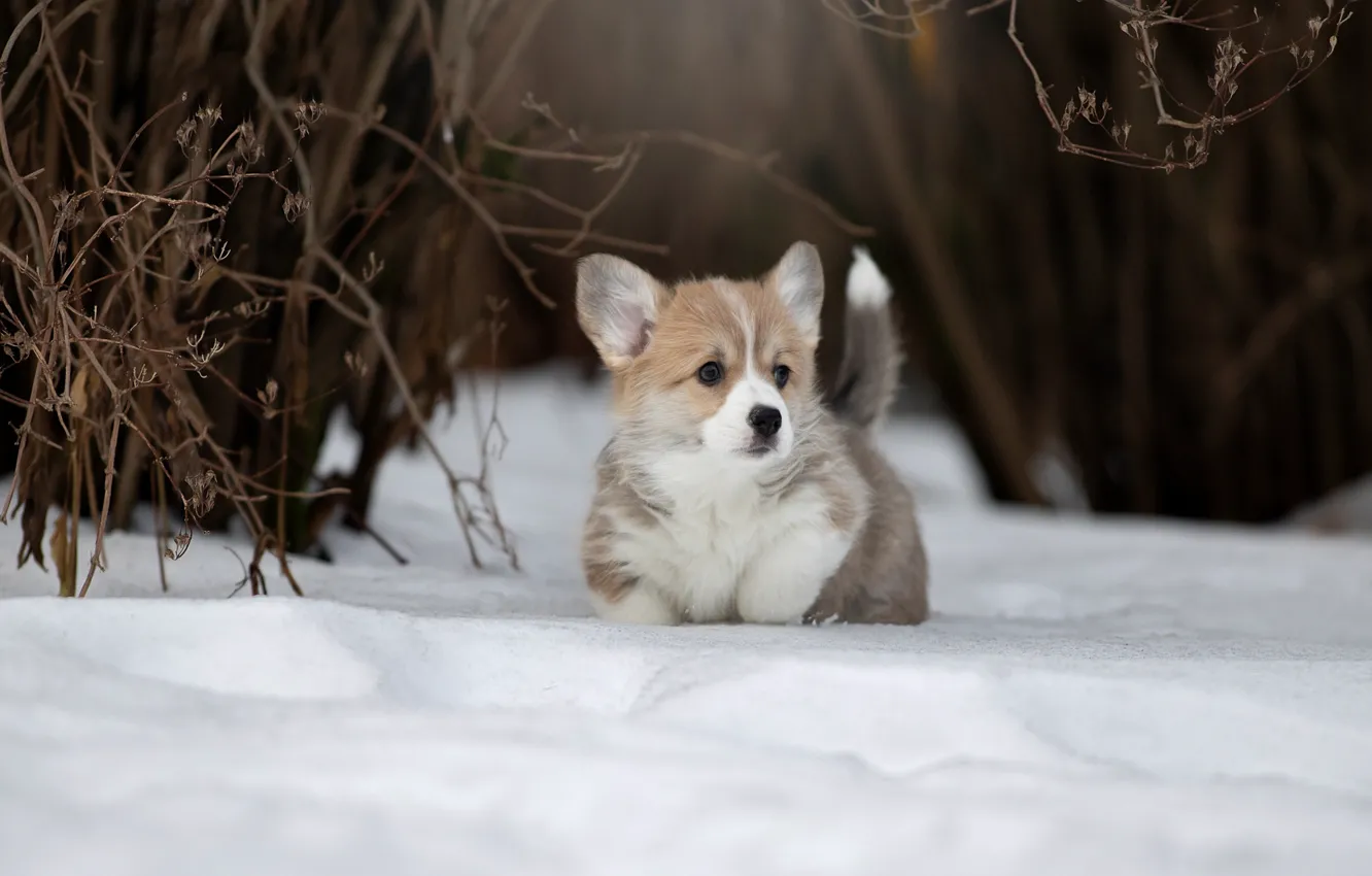 Фото обои зима, снег, собака, щенок, пёсик, Вельш-корги, Светлана Писарева