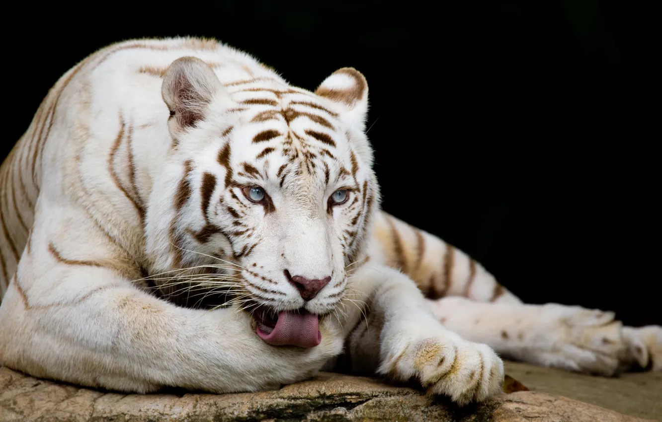 Фото обои язык, кошка, животные, белый, глаза, тигр, поза, полосы