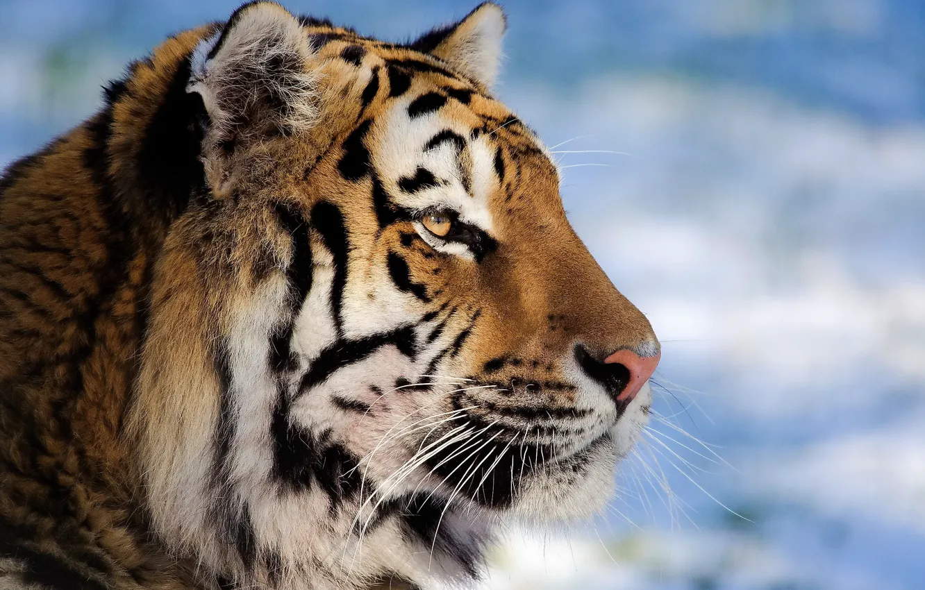 Фото обои морда, тигр, профиль