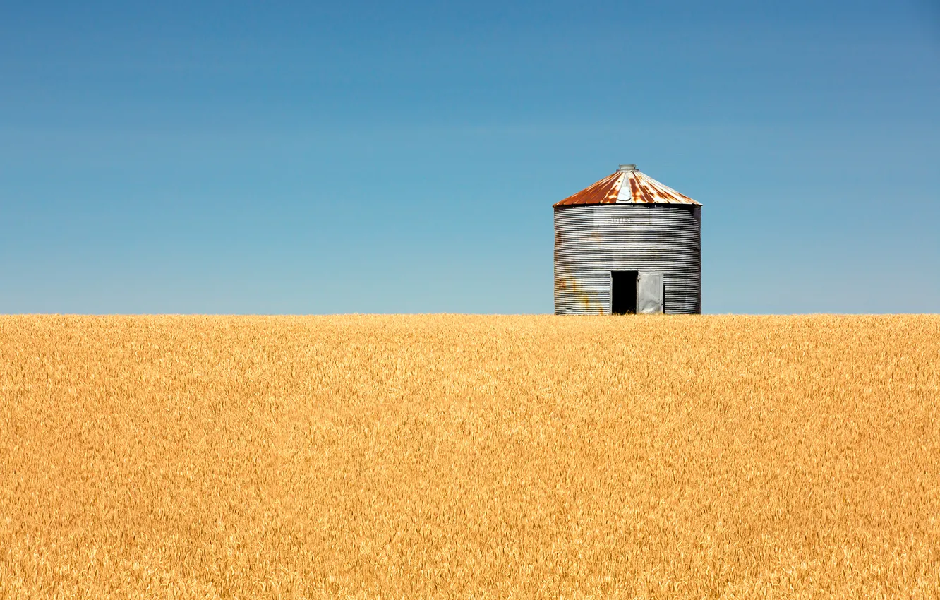 Фото обои пшеница, небо, линии, горизонт, sky, line, blue sky, голубое небо