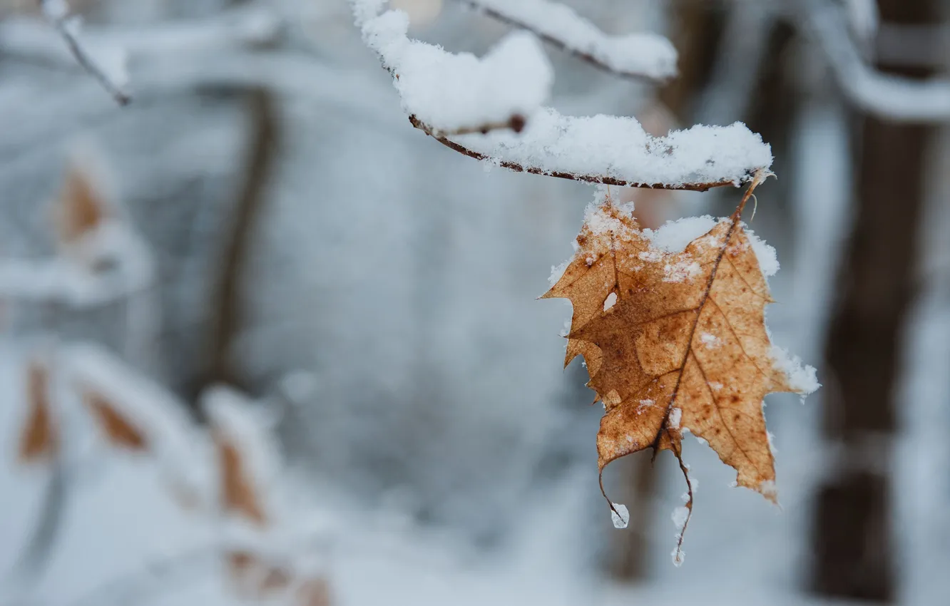 Фото обои зима, листья, снег